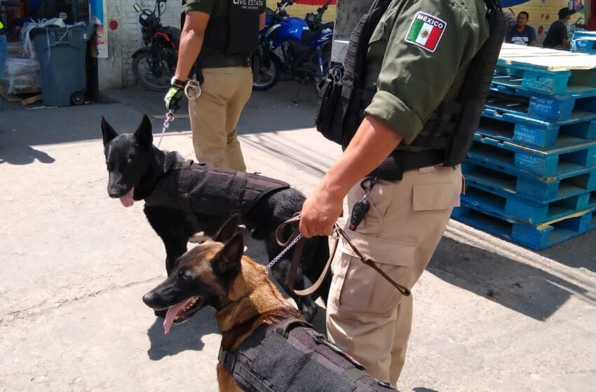 Con binomio canino realizan operativos en Central de Abastos