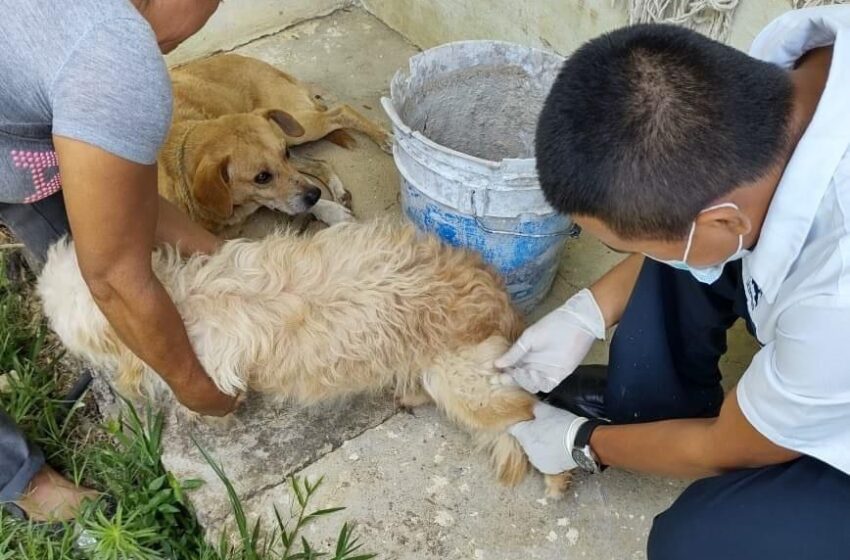  Coordinan acciones para control de la sobrepoblación felina y canina