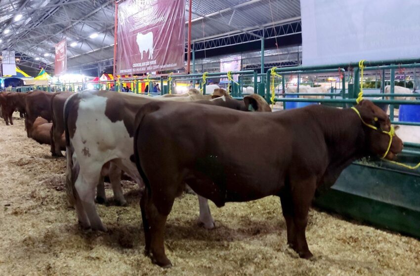  Expo ganadera en la Fenapo, brinda apoyo a las y los productores