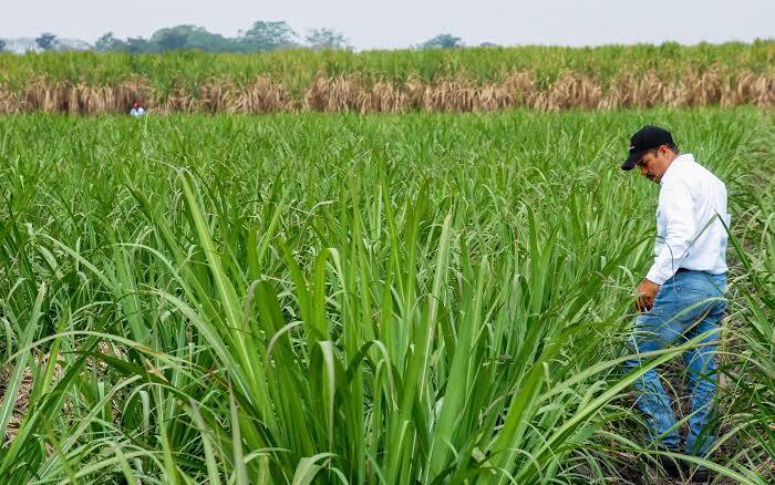 San Luis Potosí se Enfrenta a las Plagas con Estrategias Sustentables