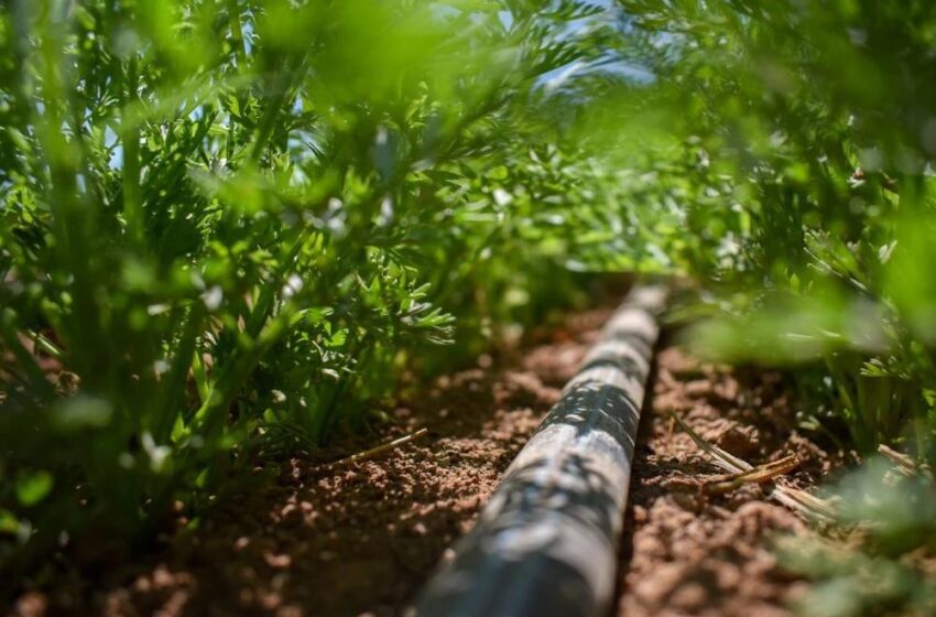 Aguascalientes Implementa Estrategias para Mitigar el Impacto de la Sequía en el Sector Agropecuario