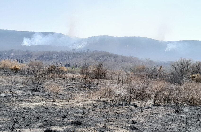 Tres Helicópteros y Brigadistas Combaten Incendio Forestal en Ciudad Valles