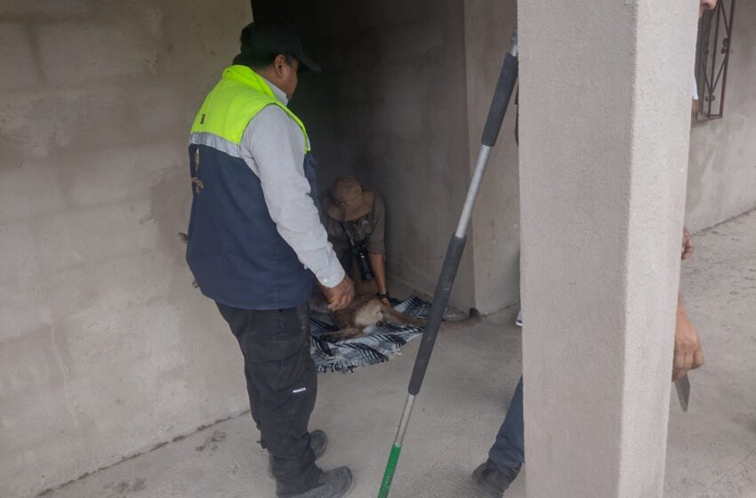 Capturan y liberan puma en su hábitat en Armadillo de los Infante