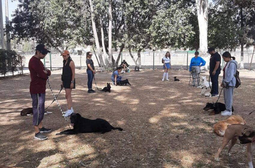  Inpojuve Inicia Grupos De Obediencia Canina