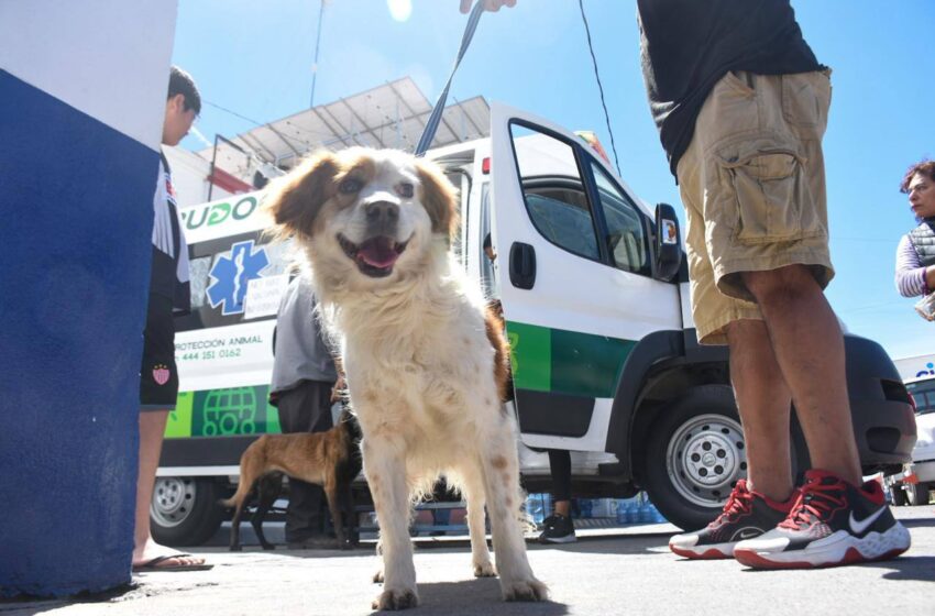 Con Atención Gratuita, Ambudog En Soledad Garantiza El Bienestar Animal