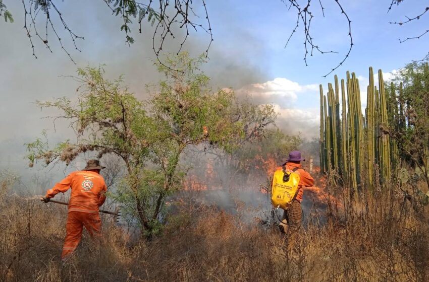 Brigadistas Combaten Incendio De Pastizal En Mexquitic