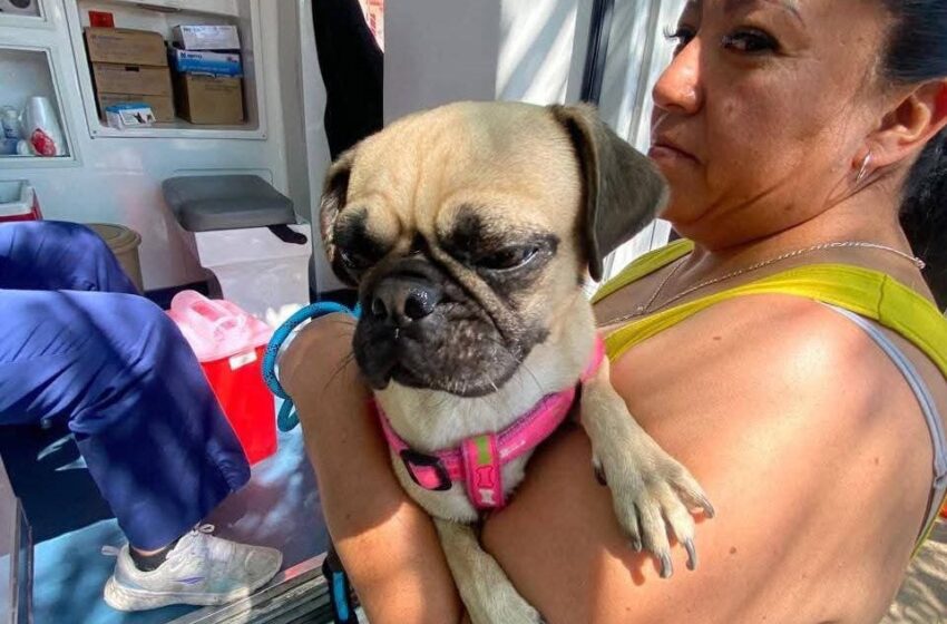 Ayuntamiento De Soledad Promueve La Salud Animal Con Segunda Etapa De Vacunación Antirrábica