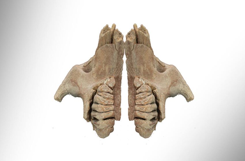 Científico de la UASLP participa en investigación sobre dieta y entorno de una cría de mamut hallada en Cedral