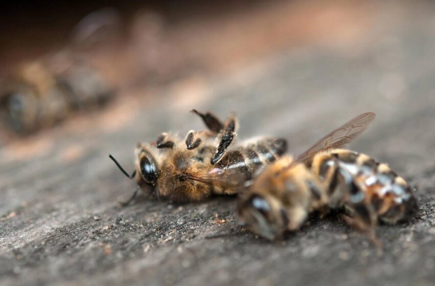 Académico de la UASLP advierte sobre la alarmante disminución de abejas en México por uso de químicos y cambio climático
