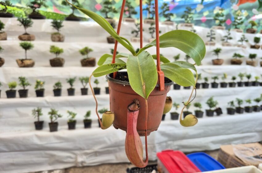  FERIA DE LAS FLORES EN SOLEDAD CONTINÚA CON ÉXITO EN SU SEXTO DÍA DE ACTIVIDADES