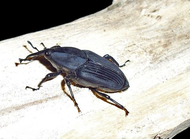 Picudo del Agave también afecta a cactáceas en peligro de extinción: Agronomía UASLP