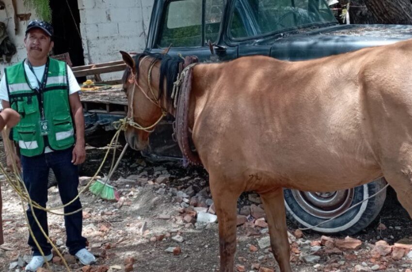 Ayuntamiento De Soledad Ratifica Acciones Para El Bienestar Animal Y La Prohibición De Equinos En La Recoleccciòn Particular