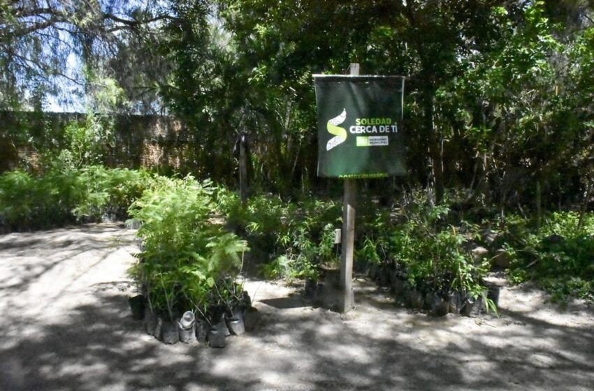  CON UNA RESERVA DE 4 MIL EJEMPLARES, MUNICIPIO DE SOLEDAD PREPARA CAMPAÑA DE REFORESTACIÓN