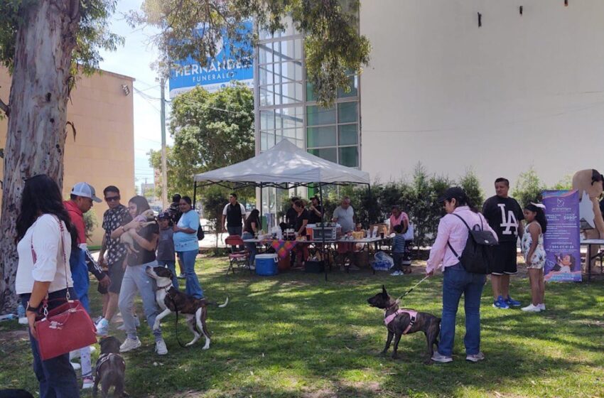 Bienestar Perruno 2025: San Luis Potosí refuerza el cuidado animal con vacunas, adopciones y obediencia gratuita