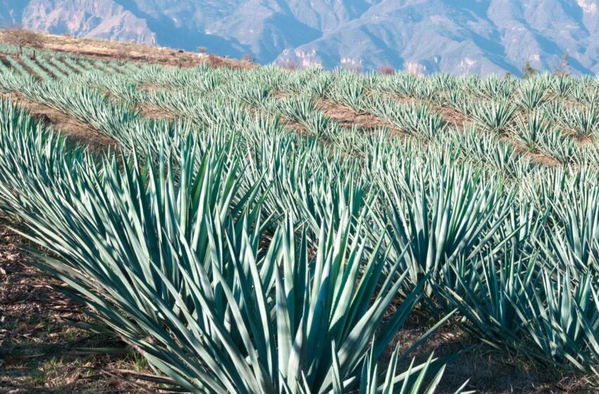  Con emulsión e hidrogel, científicos de la UASLP y del IPICYT combaten la plaga del picudo del agave