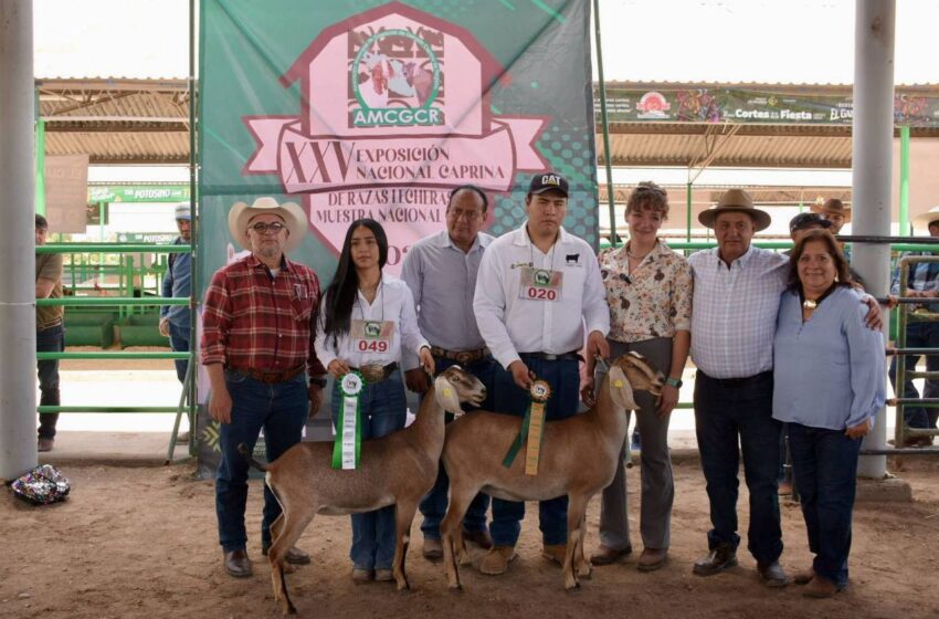 UASLP conquista campeonatos nacionales en competencia de cabras de leche