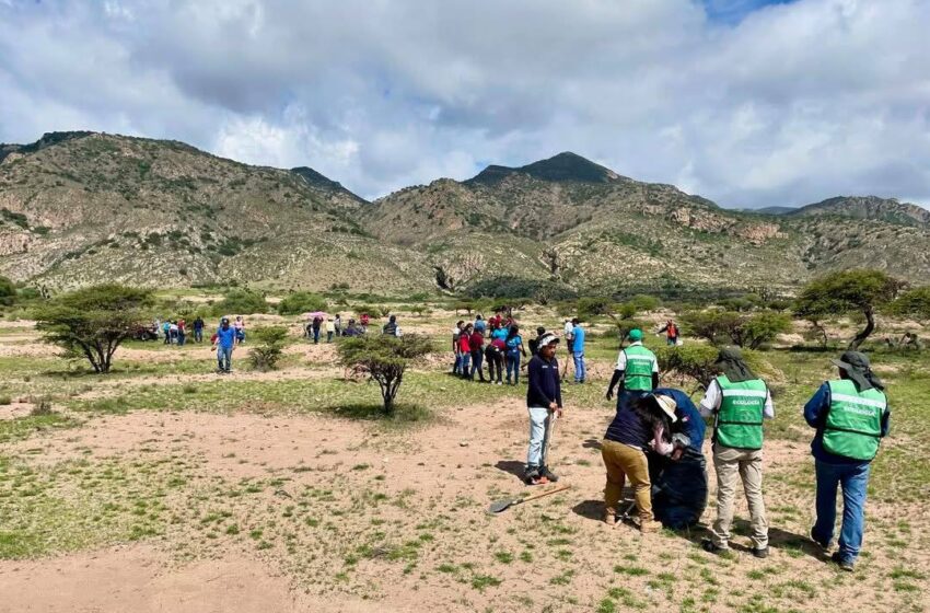 CON 1 MILLÓN DE PLANTAS, ESTADO REFORESTARÁ SIERRA DE SAN MIGUELITO