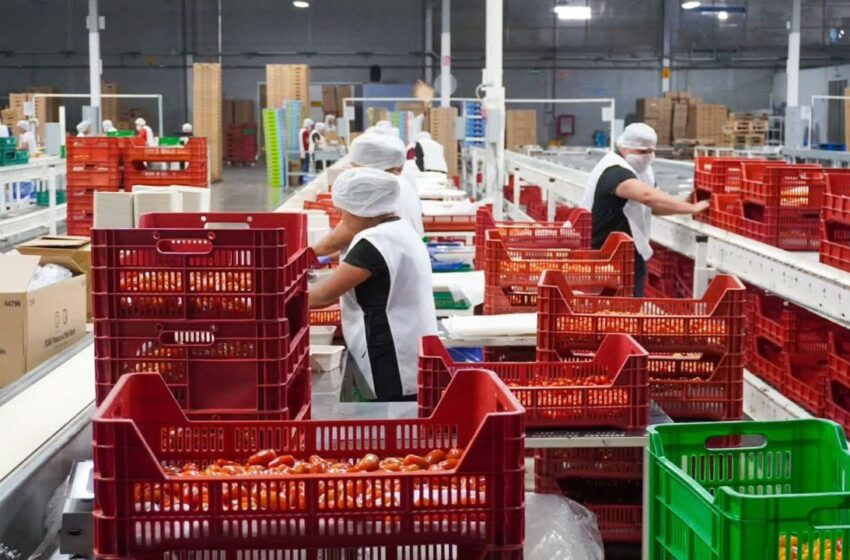 TOMATE POTOSINO, DE CALIDAD Y PRECIOS COMPETITIVOS