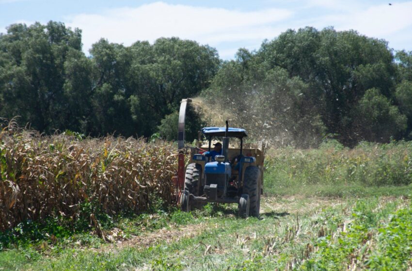  CAMPO SOLEDENSE SE FORTALECE CON LA COORDINACIÓN ENTRE AYUNTAMIENTO Y PRODUCTORES