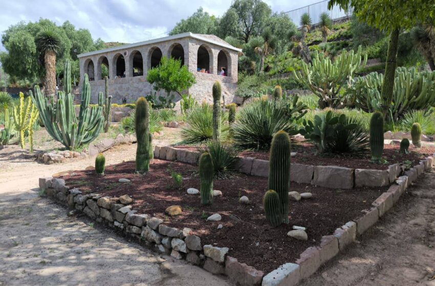 UASLP destaca la importancia ecológica y cultural de las cactáceas en el marco de su Día Nacional