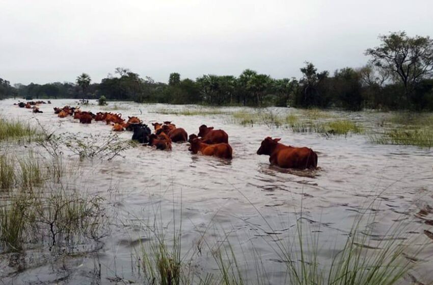 Gobierno de San Luis Potosí refuerza apoyo al campo huasteco tras afectaciones por lluvias