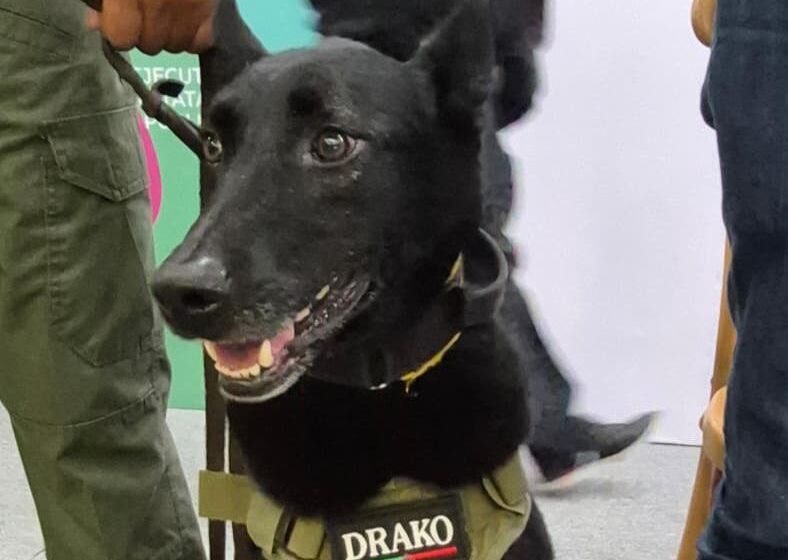 CON HONORES, AUTORIDADES DESPIDEN A “DRAKO” LUEGO DE 8 AÑOS DE SERVICIO EN LA UNIDAD CANINA DE LA GCE