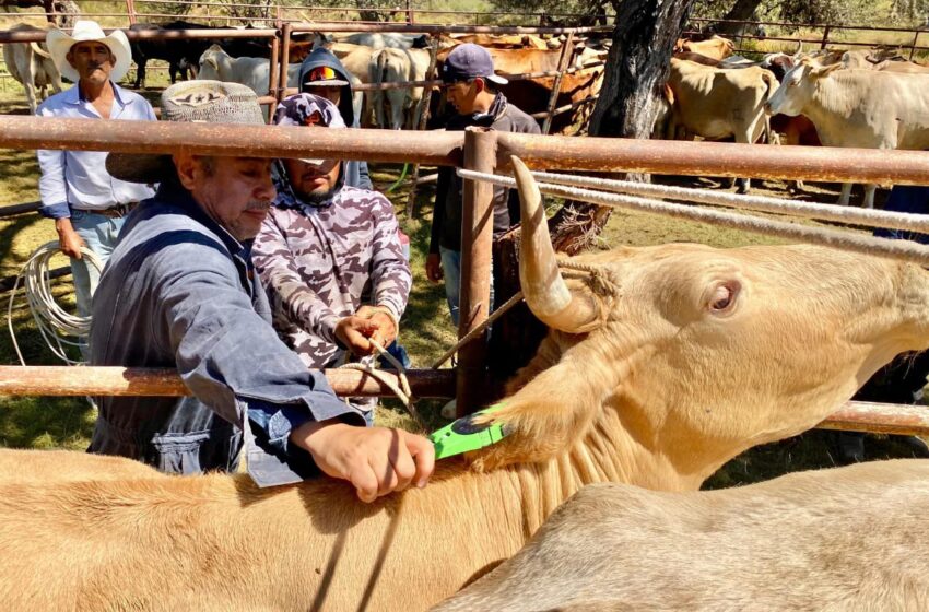 San Luis intensifica campaña para mantener ganado libre de tuberculosis
