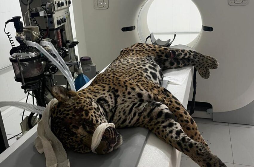 Zapopan colabora en la atención de un jaguar atropellado en Nayarit