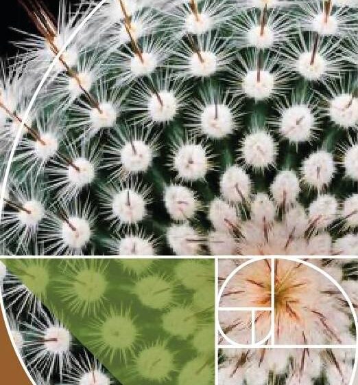  El Jardín Botánico El Izotal de la UASLP explora la presencia de la sucesión de Fibonacci en las cactáceas