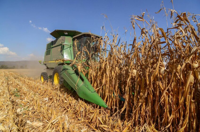  Jalisco abre prerregistro estatal para productores de maíz blanco que no accedieron al apoyo federal