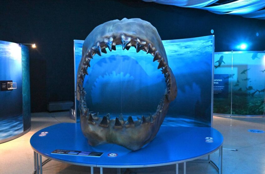  Ricardo Gallardo Acerca la Ciencia a las Familias Potosinas con la Expo Interactiva “Tiburones”