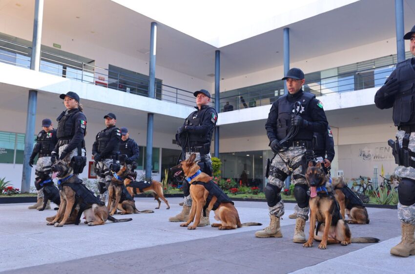  Zapopan incorpora nueve binomios caninos a labores de seguridad y detección