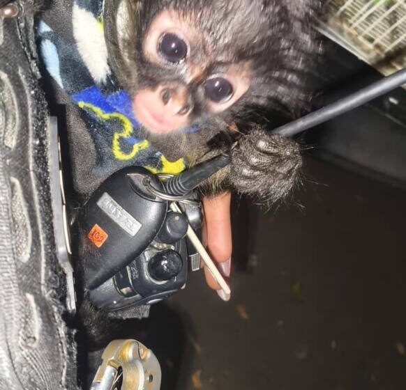  Autoridades de Guadalajara aseguran fauna silvestre protegida y detienen a un hombre durante operativo en el Baratillo