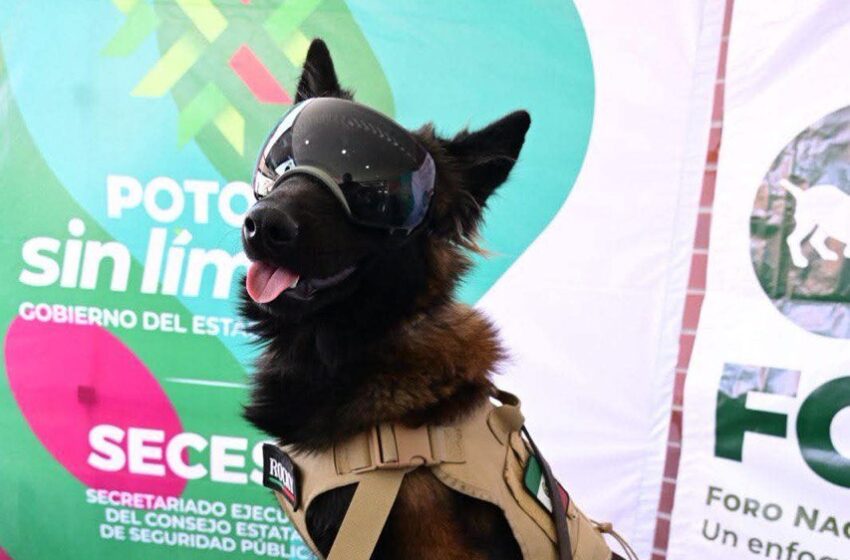  Impulsan infraestructura y programas para el cuidado animal en San Luis Potosí