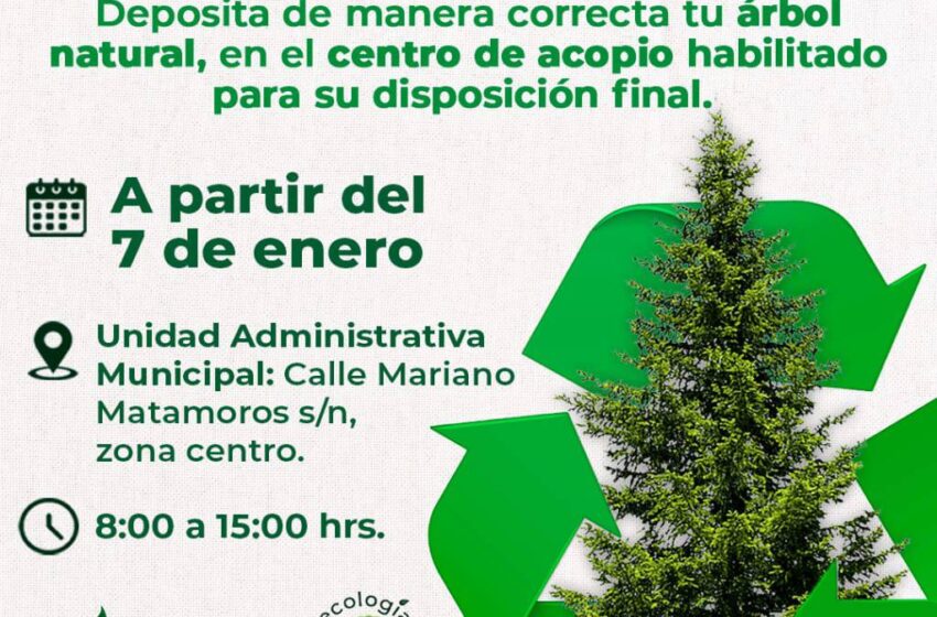  AYUNTAMIENTO DE SOLEDAD HABILITA CENTRO DE ACOPIO DE ÁRBOLES NAVIDEÑOS NATURALES