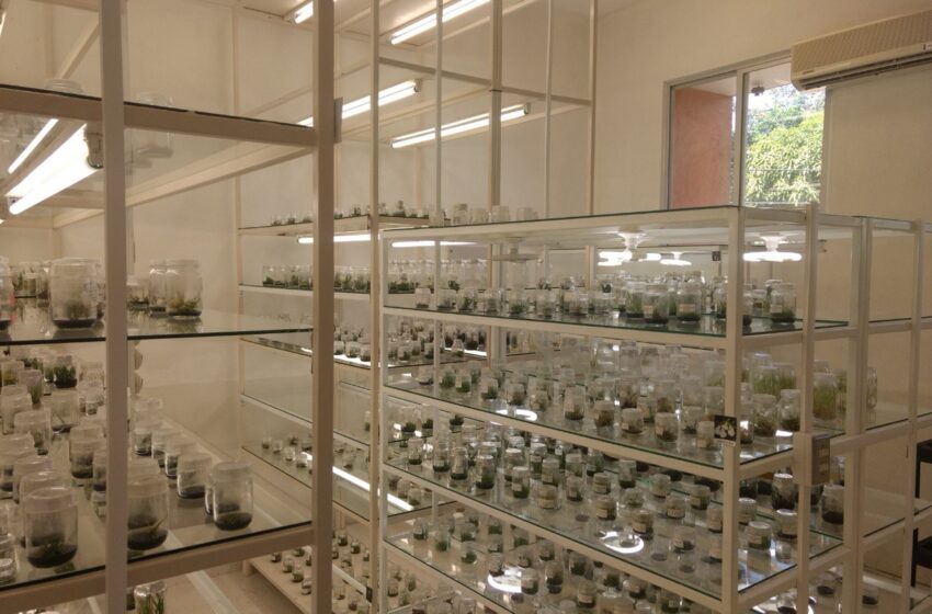  Investigadores de la UASLP desarrollan proyectos de conservación de flora en la Huasteca potosina