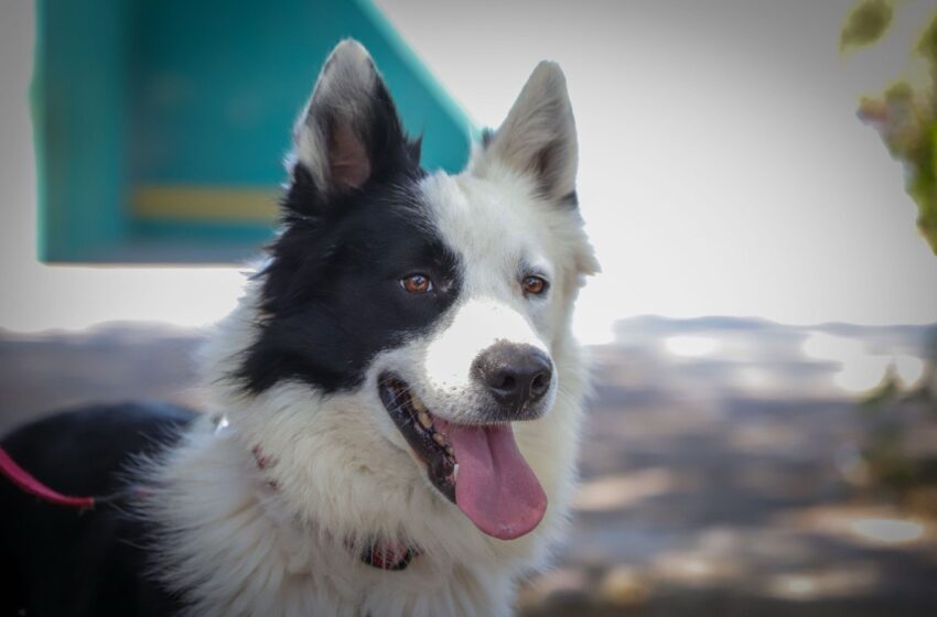  “Orco”, cachorro Border Collie, está por concluir su formación en la Unidad Canina de Bomberos Guadalajara