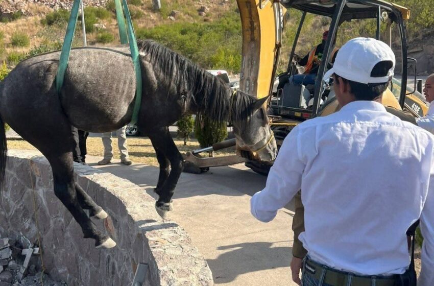  Gobierno estatal rescata a equino atrapado en El Pedregal