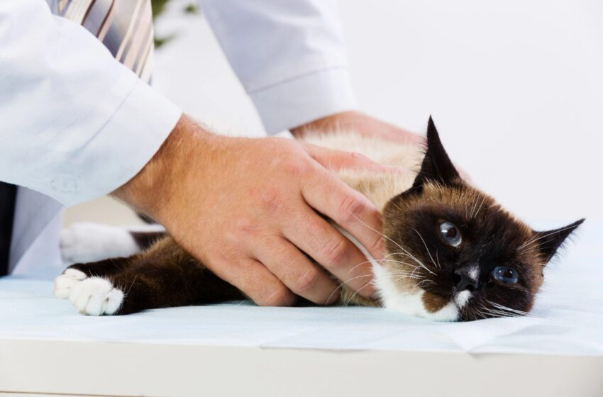  Especialista de la UASLP recomienda reforzar la vacunación felina ante alerta por panleucopenia