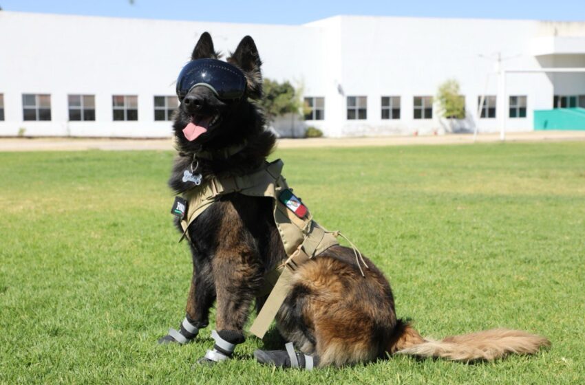  Binomios K9 refuerzan prevención y proximidad social en San Luis Potosí