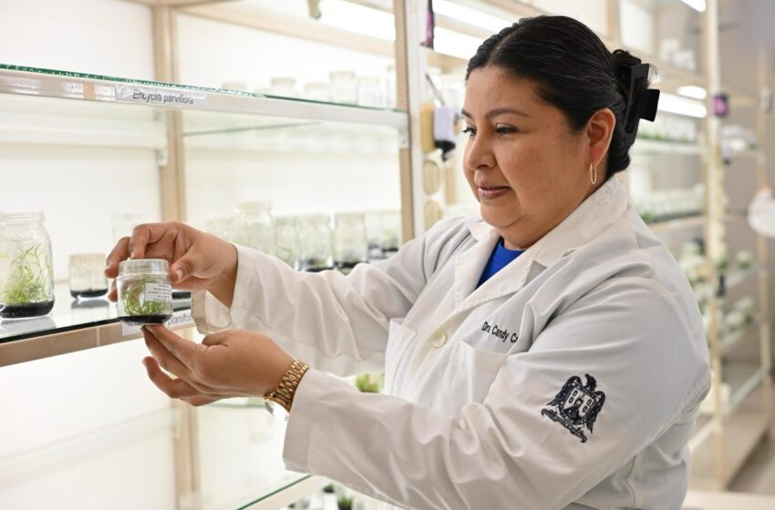  Investigación de la UASLP destaca valor ambiental y medicinal de orquídeas de la Huasteca potosina