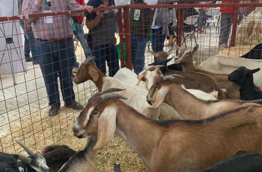  ARRANCA CON ÉXITO EL PRIMER FESTIVAL DEL CABRITO EN SAN LUIS