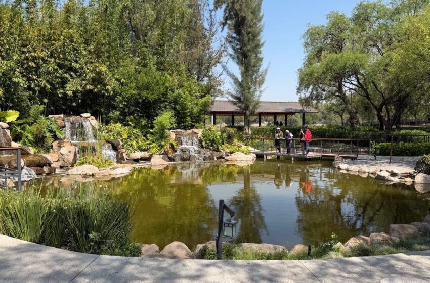  Parque Japonés del Tangamanga I se consolida como espacio de contemplación y contacto con la naturaleza