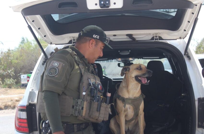  Guardia Civil da refugio a perros rescatados y los integra a sus puntos de atención en San Luis Potosí
