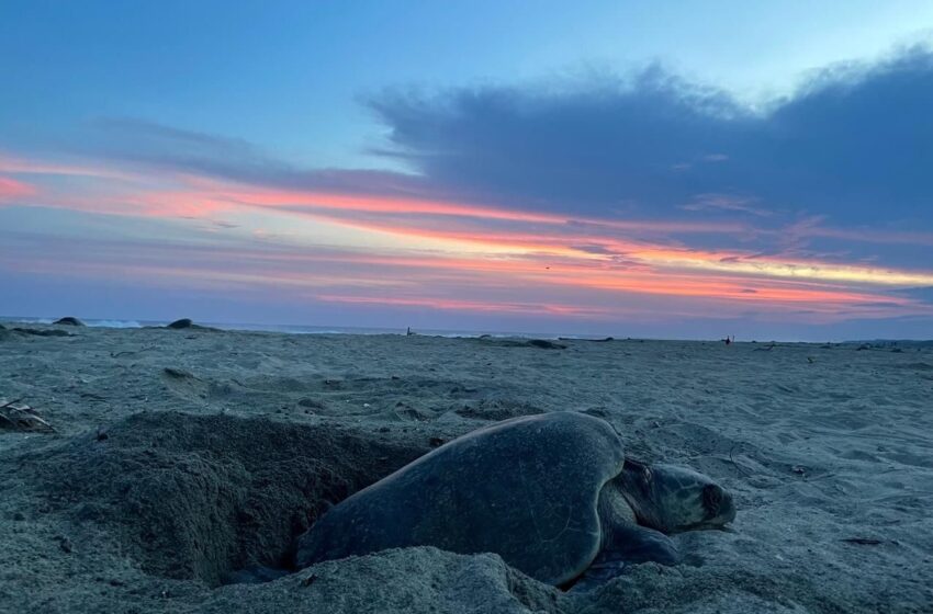  Estudiante de la UASLP investiga contaminantes en tortugas golfinas para analizar riesgos en ecosistemas costeros