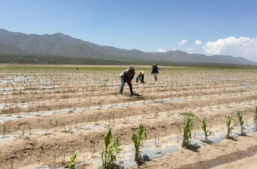  Granizada golpea al Altiplano y el Estado activa apoyo emergente para rescatar más de 500 hectáreas