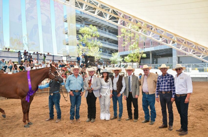 Aguascalientes exhibe músculo agropecuario con caballos Cuarto de Milla y ganado caprino en la Feria de San Marcos