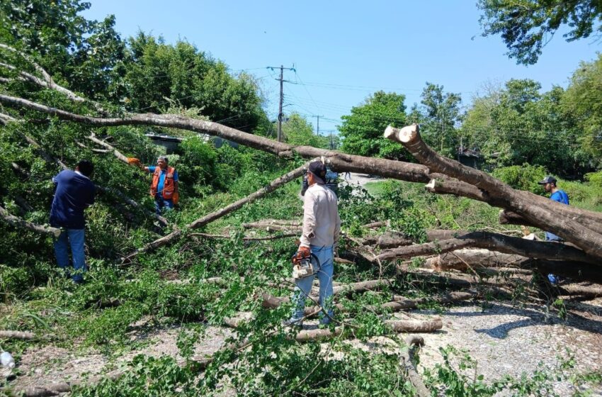  Lluvias derriban árboles en la Huasteca y movilizan brigadas para restablecer caminos y servicios