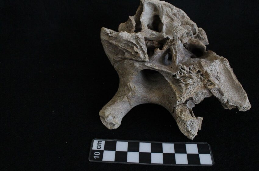  Investigadores de la UASLP reconstruyen la vida de “Lili”, una cría de mamut hallada en Cedral