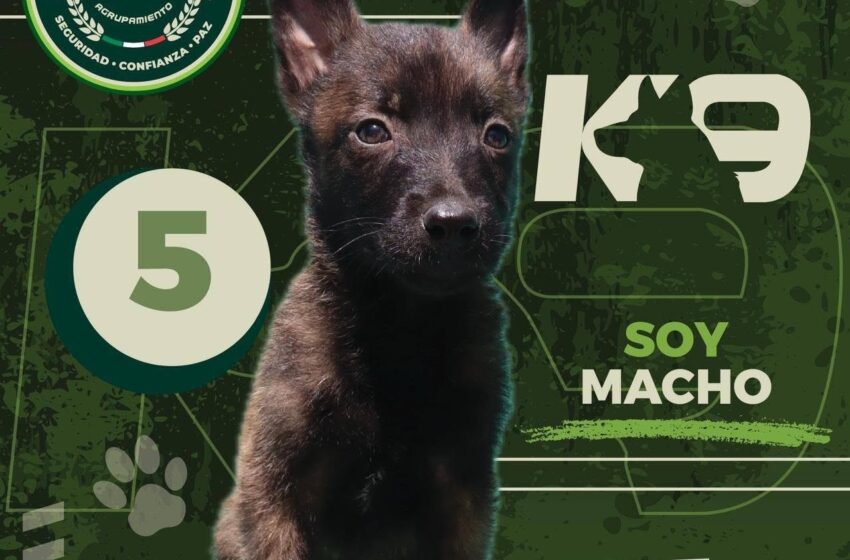  Gobierno estatal invita a nombrar a nuevos cachorros del Agrupamiento K9